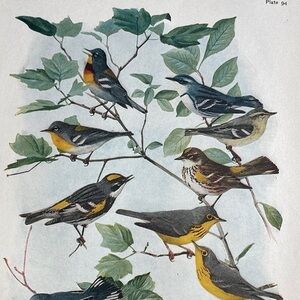 🖤5/$25 Antique Ornithological Bird Print Original blue warbler